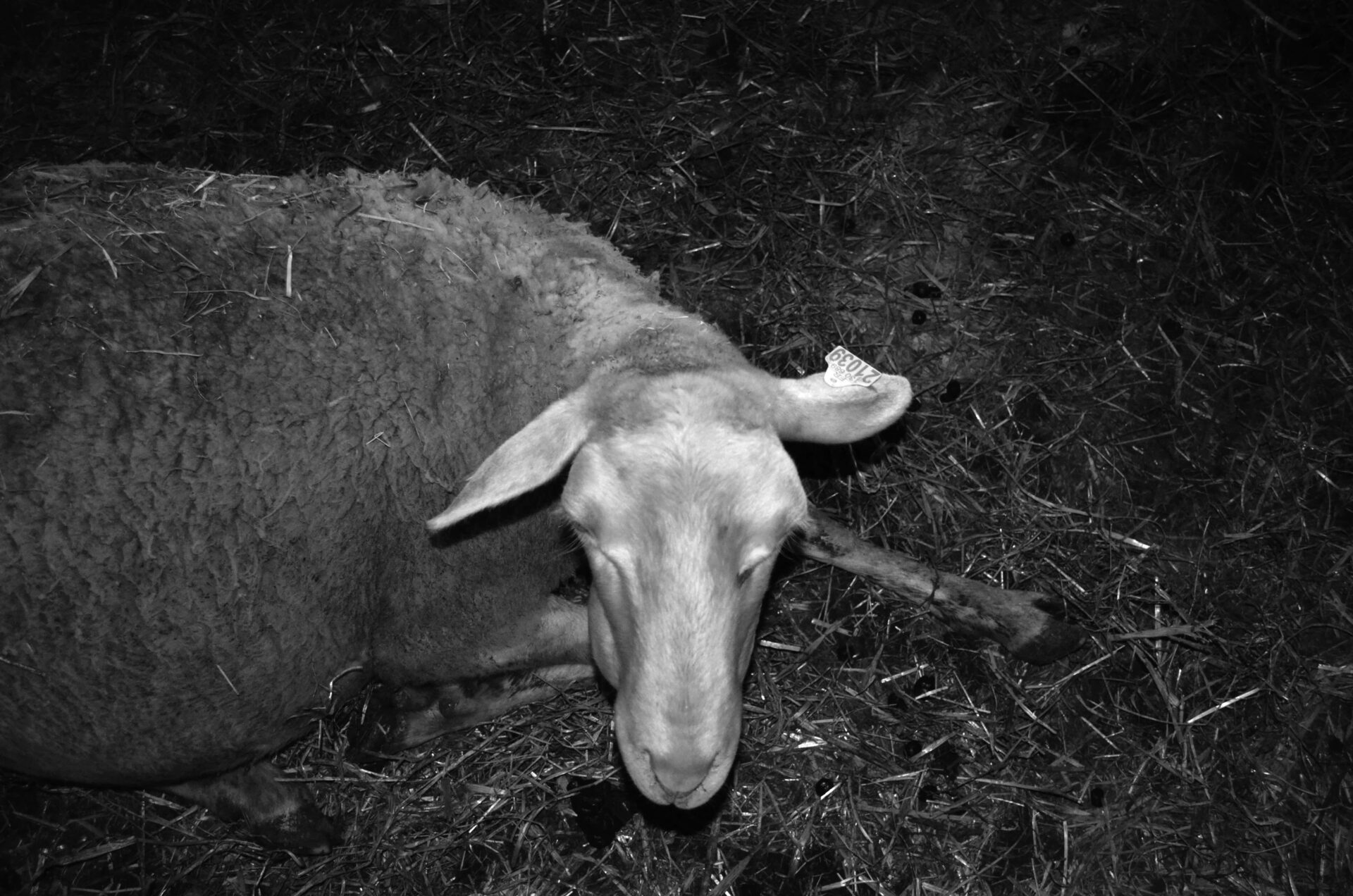 Ce que cache l’innocence de l’agneau