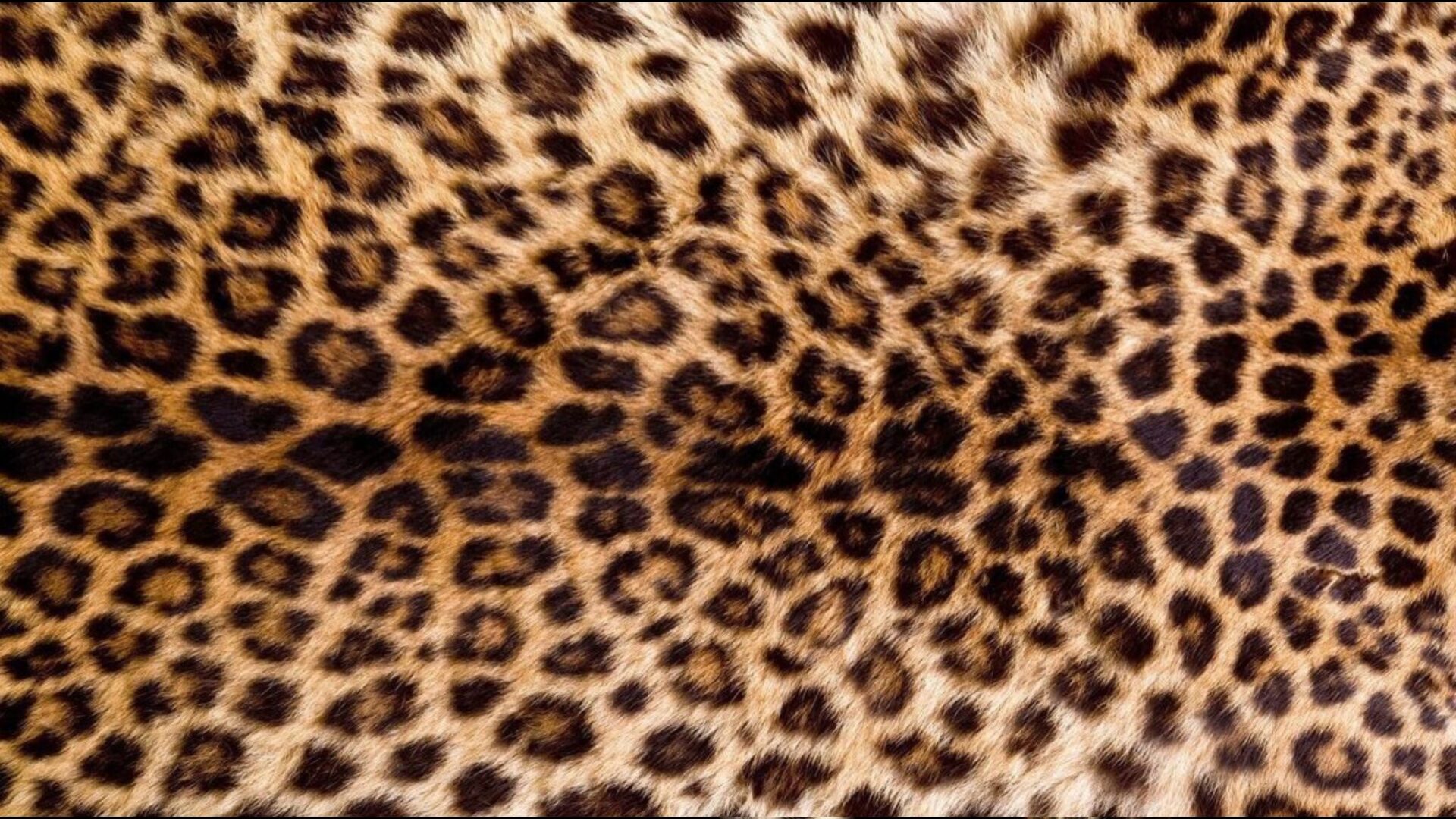 Le léopard impose sa griffe